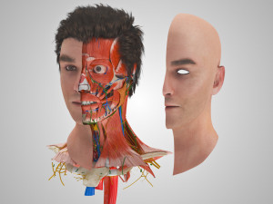 Complete Head Anatomy Modello 3D