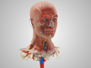 Complete Head Anatomy Modello 3D