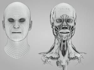 Complete Head Anatomy Modello 3D