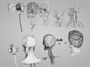 Complete Head Anatomy Modello 3D