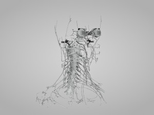 Complete Head Anatomy Modello 3D