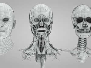 Complete Head Anatomy Modello 3D