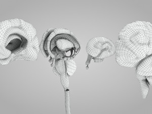 Complete Head Anatomy Modello 3D