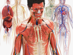 Complete Human Anatomy- Male 3D 模型