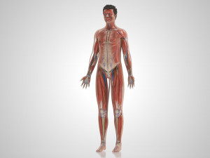 Complete Human Anatomy- Male 3D Модель