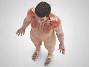 Complete Human Anatomy- Male 3D Model