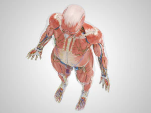 Complete Human Anatomy- Male 3D Model