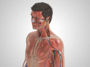 Complete Human Anatomy- Male 3D Model