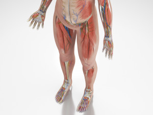 Complete Human Anatomy- Male 3D Модель