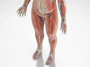 Complete Human Anatomy- Male 3D Model