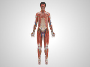 Complete Human Anatomy- Male 3D Модель