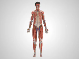 Complete Human Anatomy- Male 3D Model