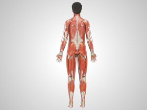 Complete Human Anatomy- Male 3D Модель