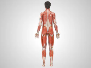 Complete Human Anatomy- Male 3D Model