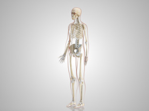 Complete Human Anatomy- Male 3D Модель