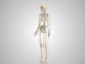 Complete Human Anatomy- Male 3D Model