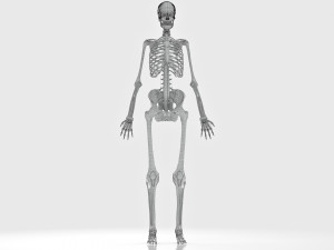 Complete Human Anatomy- Male 3D Модель