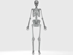 Complete Human Anatomy- Male 3D Model