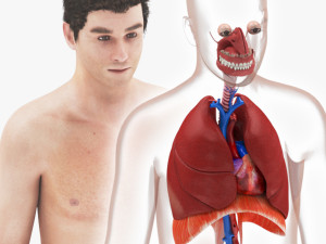 Complete Human Anatomy- Male 3D Модель