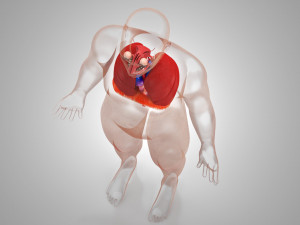 Complete Human Anatomy- Male 3D Модель