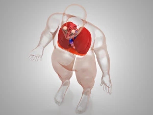 Complete Human Anatomy- Male 3D Model