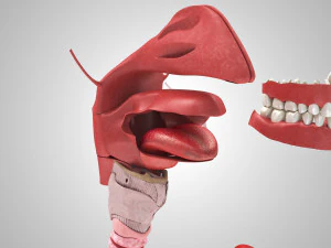 Complete Human Anatomy- Male 3D Model