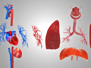 Complete Human Anatomy- Male 3D Модель