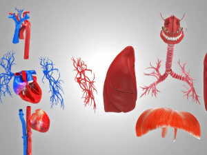 Complete Human Anatomy- Male 3D Model