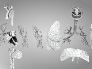 Complete Human Anatomy- Male 3D Модель