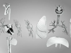 Complete Human Anatomy- Male 3D Model