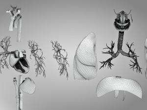 Complete Human Anatomy- Male 3D Модель