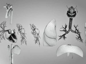 Complete Human Anatomy- Male 3D Model