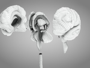 Complete Human Anatomy- Male 3D Модель