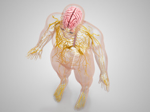 Complete Human Anatomy- Male 3D Модель
