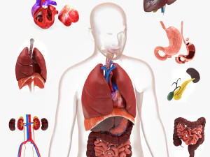 Complete Human Anatomy- Male 3D Model