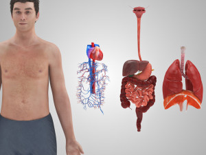 Complete Human Anatomy- Male 3D Модель