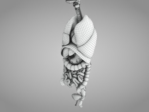 Complete Human Anatomy- Male 3D Модель