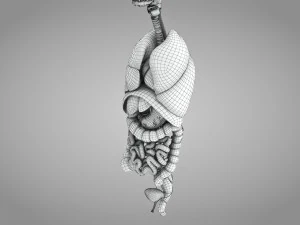 Complete Human Anatomy- Male 3D Model