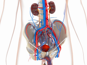 Complete Human Anatomy- Male 3D Модель