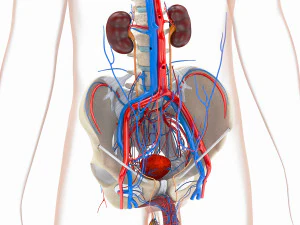 Complete Human Anatomy- Male 3D Model