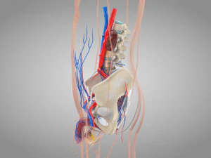 Complete Human Anatomy- Male 3D Model
