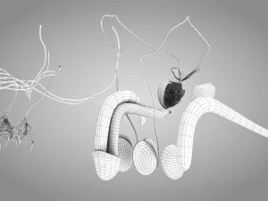 Complete Human Anatomy- Male 3D Model