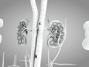 Complete Human Anatomy- Male 3D Модель