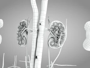 Complete Human Anatomy- Male 3D Model
