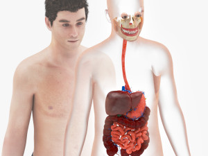 Complete Human Anatomy- Male 3D Модель