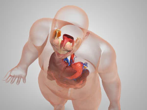 Complete Human Anatomy- Male 3D Model