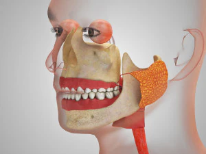 Complete Human Anatomy- Male 3D Model