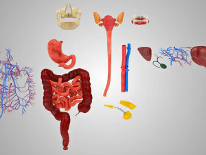 Complete Human Anatomy- Male 3D Model