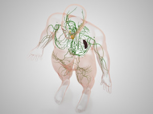 Complete Human Anatomy- Male 3D Модель