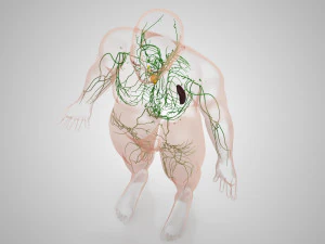 Complete Human Anatomy- Male 3D Model